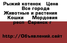 Рыжий котенок › Цена ­ 1 - Все города Животные и растения » Кошки   . Мордовия респ.,Саранск г.